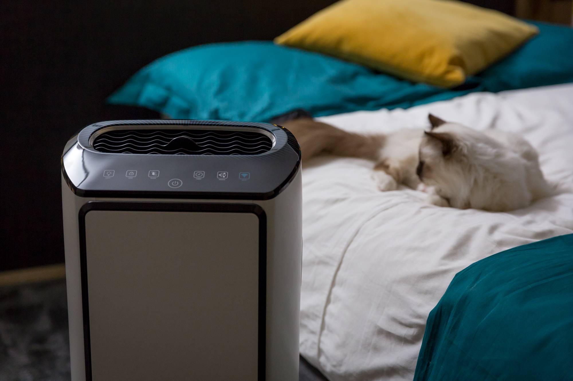 INTENSE PURE AIR CONNECT XL